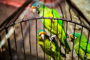 Menschen haben oft Angst vor Veränderung, aber Tiere auch