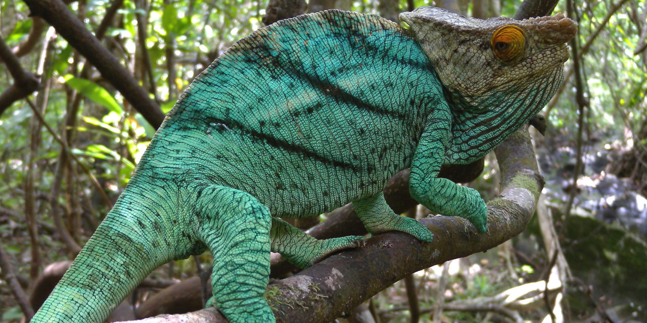 Welche Farbe hat das Chamäleon?