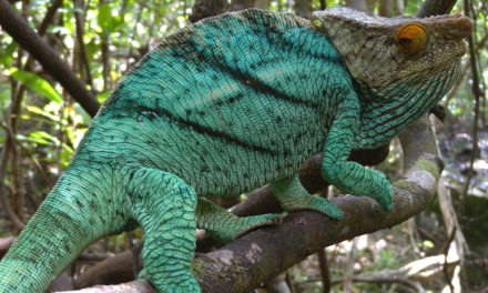 Welche Farbe hat das Chamäleon?